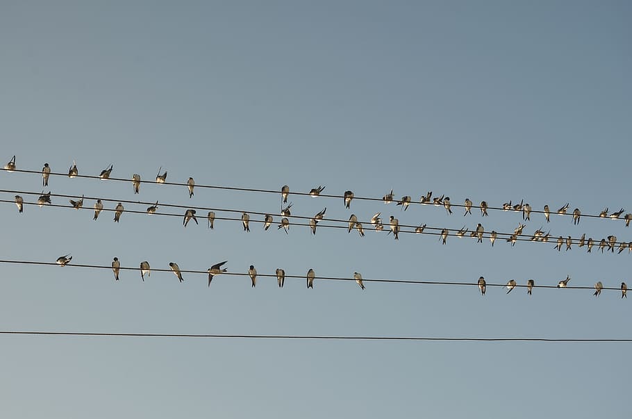 blue, sky, line, wire, birds, large group of animals, animals in the wild HD wallpaper