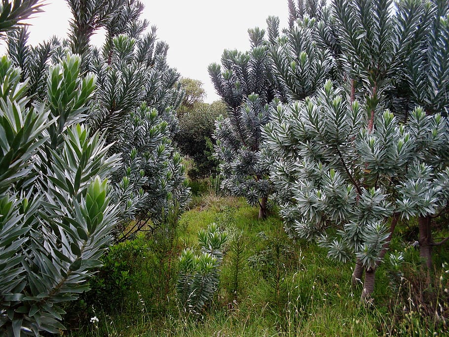 silver trees, nursery, plants, foliage, nature, outside, cape town HD wallpaper