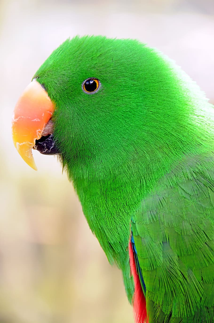 HD wallpaper: green parakeet, parrot, birds, plumage, colorful ...