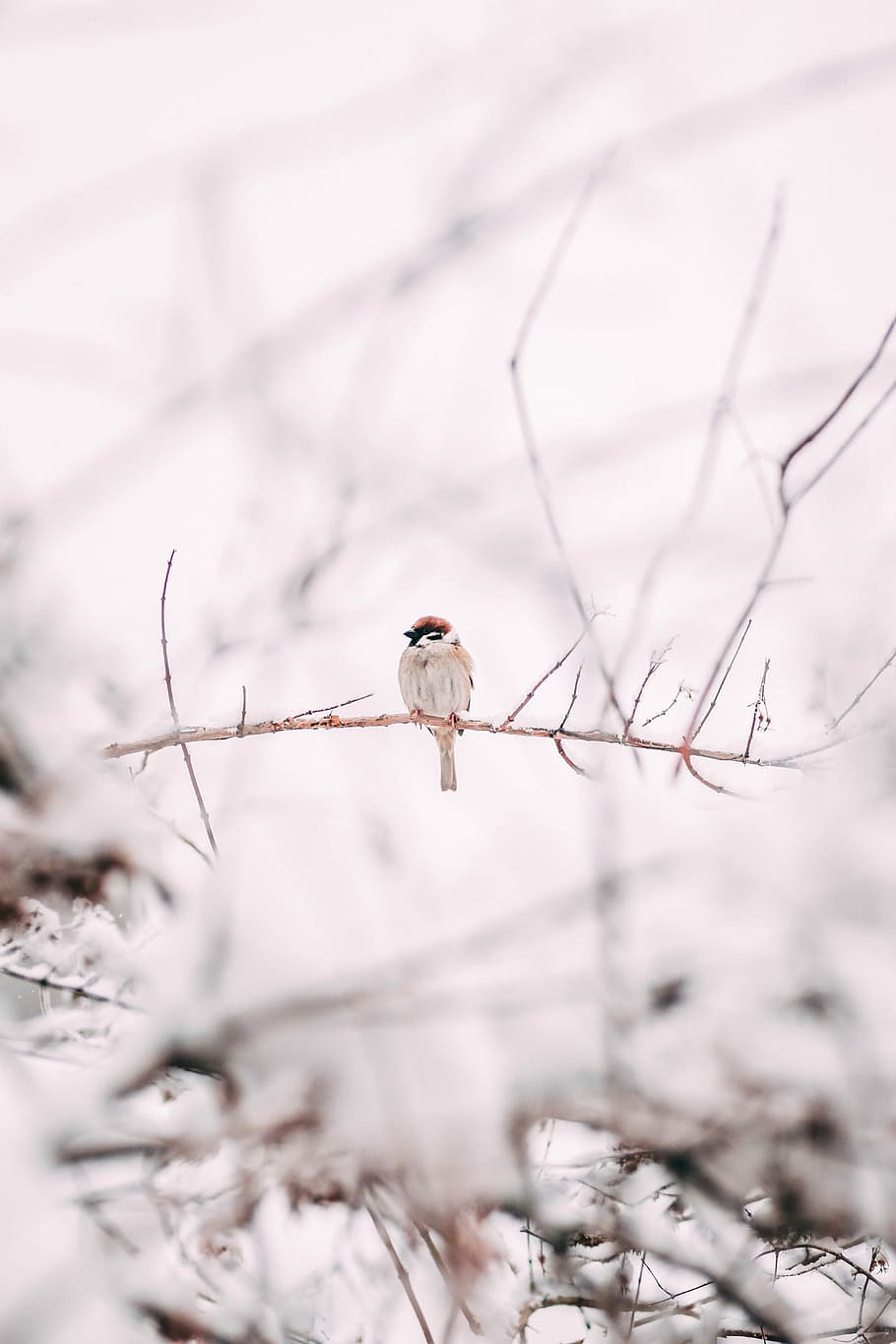 brown sparrow on tree branch, focus photo of a bird on tree branch HD wallpaper