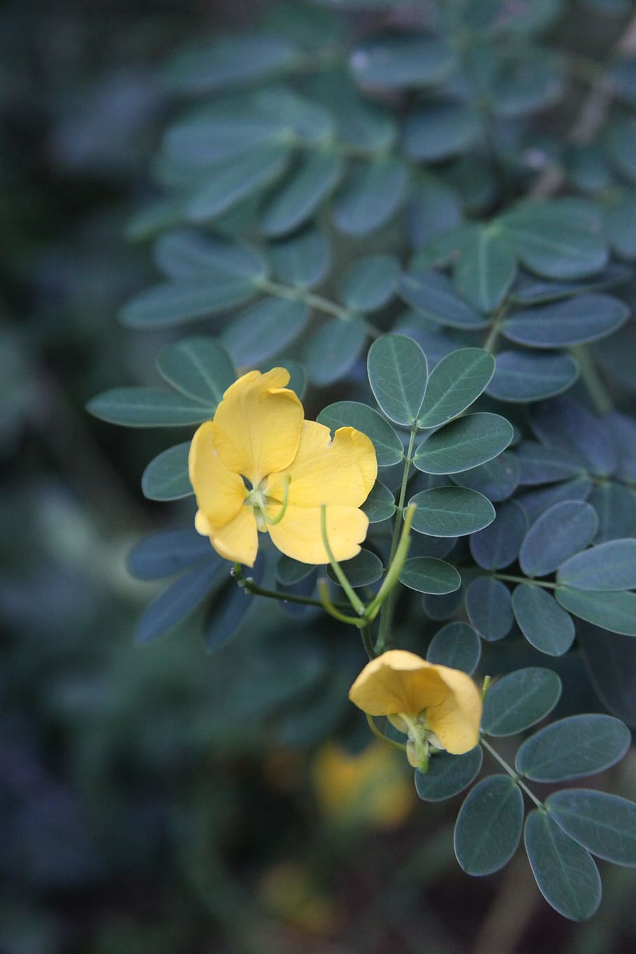 Flower, Nature, Bloom, Botanical, Flora, spring, botany, yellow HD wallpaper