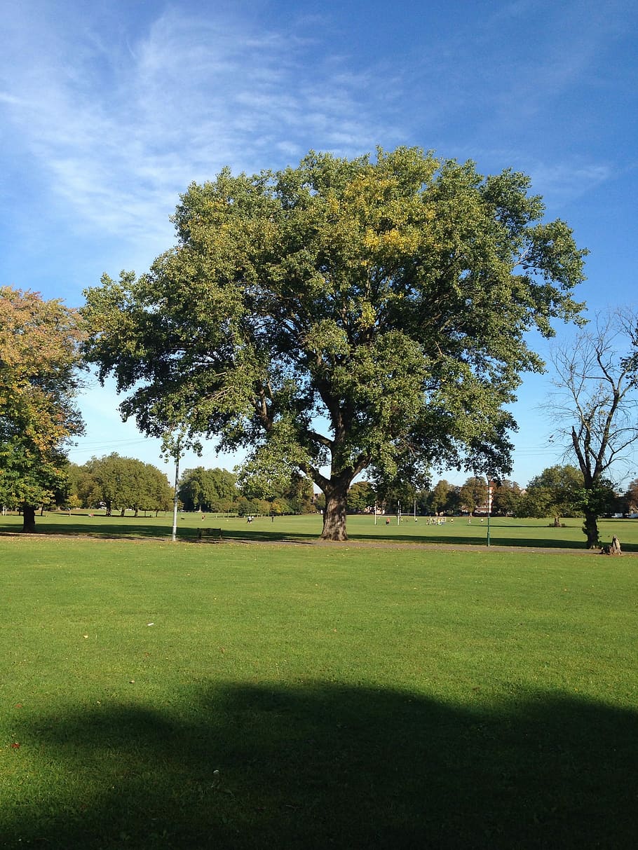 Big, Green, Green, Tree, golf, golf course, grass, nature, green - golf course HD wallpaper