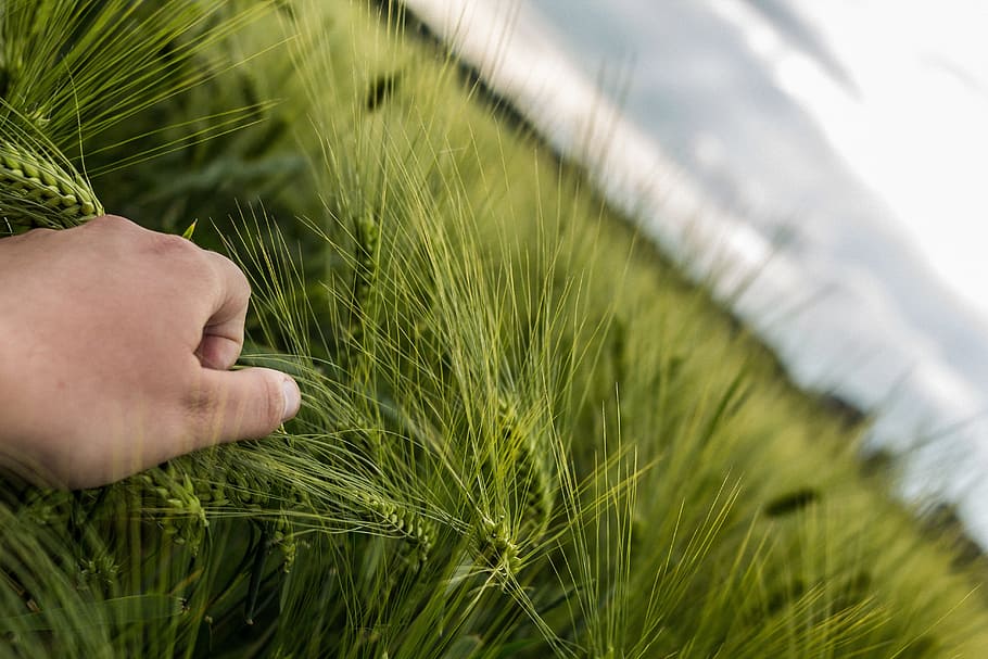 person holding grass during daytime shallow focus photographyt HD wallpaper