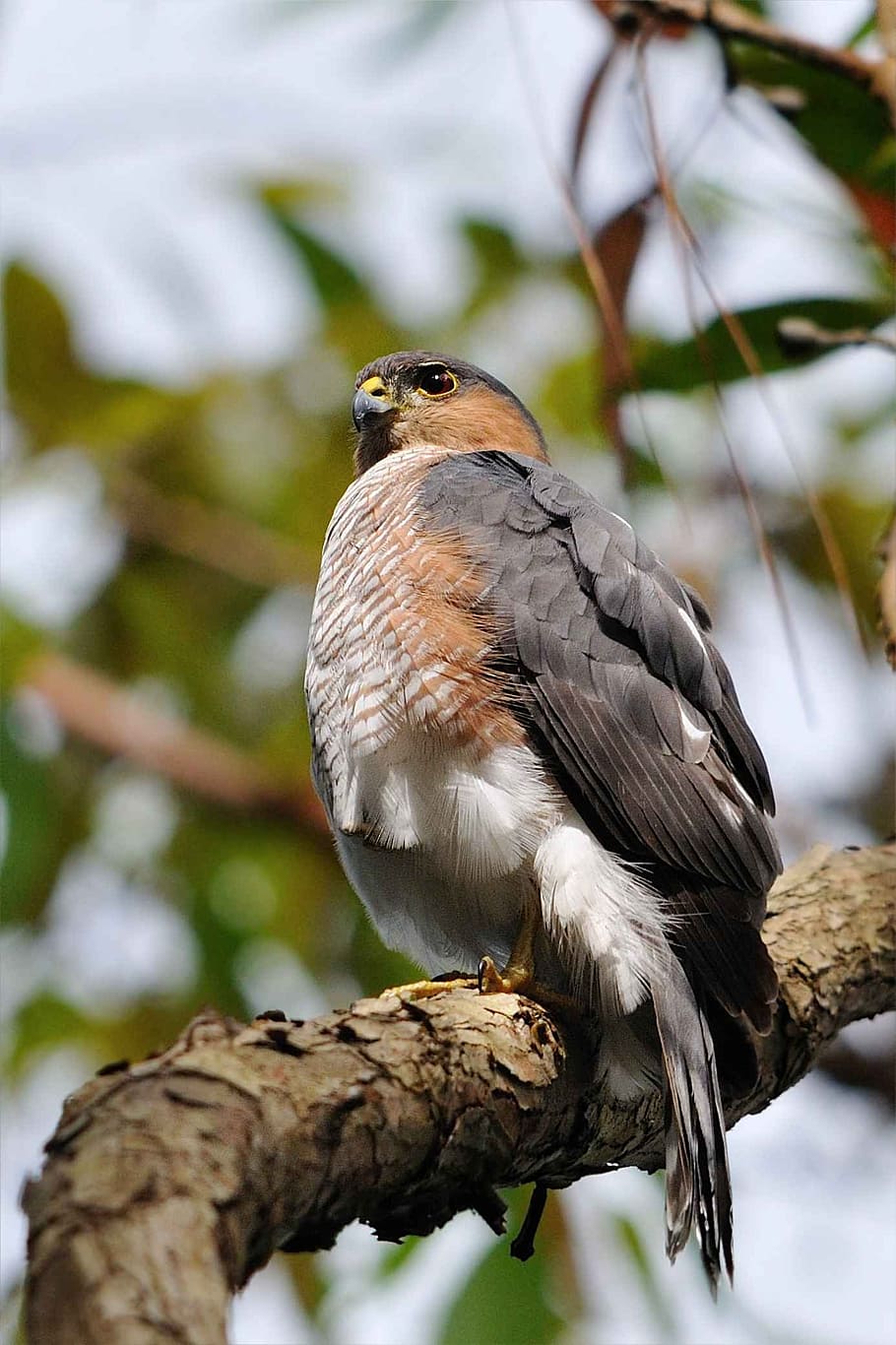 limb, tree, perched, hawk, shinned, sharp, rican, puerto, falcons HD wallpaper