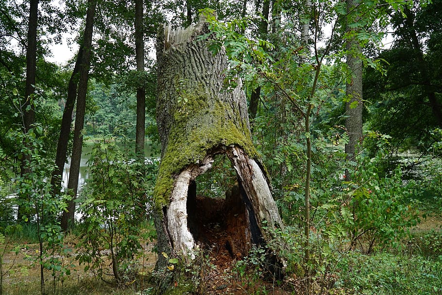tree, nature, landscape, green, trunk, plant, forest, growth HD wallpaper