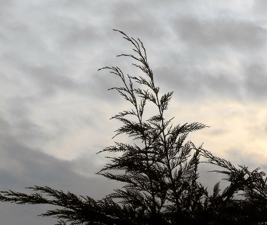 the sky, clouds, tree, conifer, silhouette, cloud - sky, plant HD wallpaper