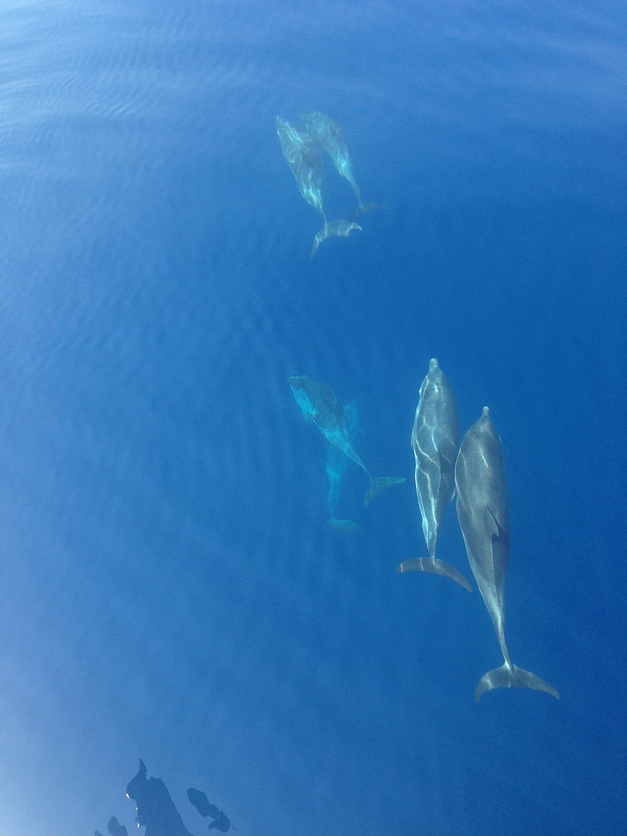 dolphin, ocean, blue, animals, nature, animal themes, animals in the wild HD wallpaper