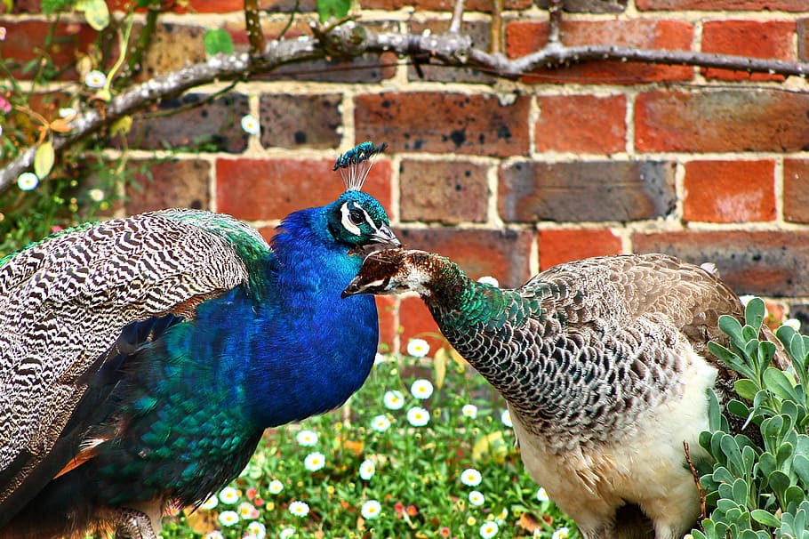 peafowl and peahen, peacock, bird, nature, blue, green, feather, HD wallpaper