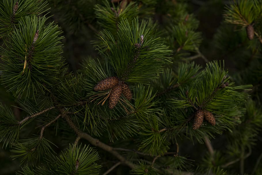 green Christmas tree with pinecones, close up photography of brown pinecones HD wallpaper