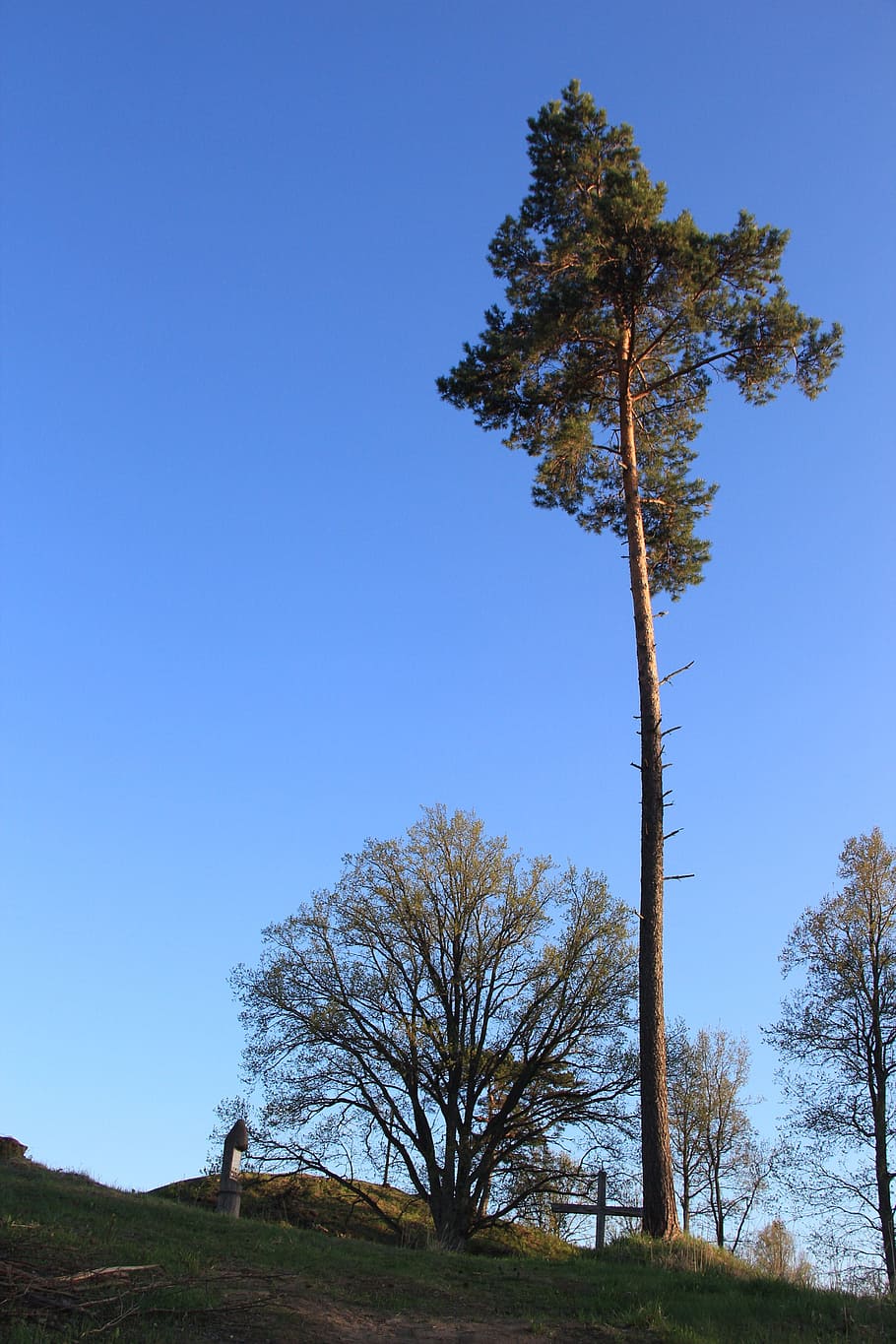 Pine Tree, Scots Pine, Single, organic, agriculture, outdoors HD wallpaper