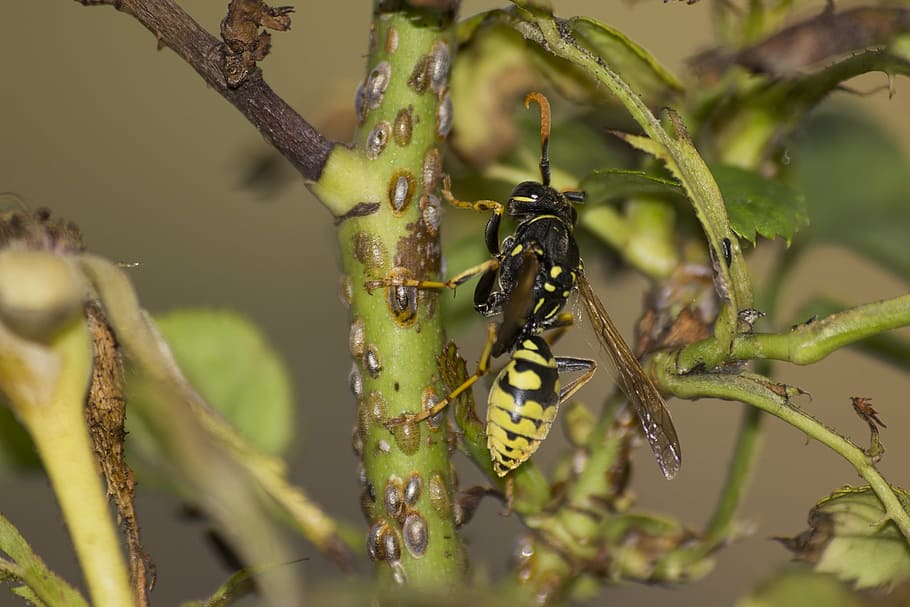 wasp, insect, close, animal, animal themes, animal wildlife HD wallpaper