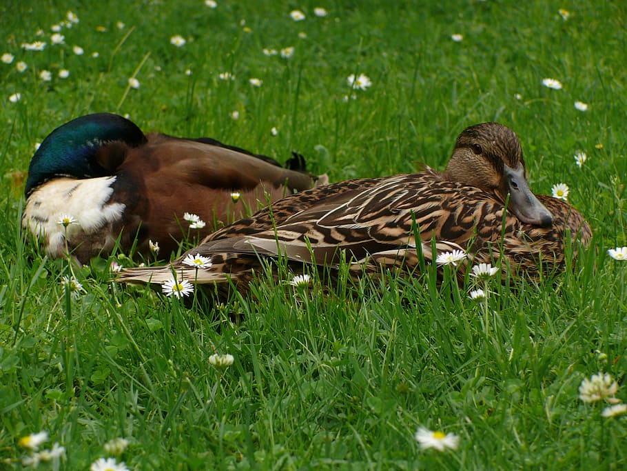 ducks, drake, meadow, bird, animal, water bird, plumage, spring dress HD wallpaper