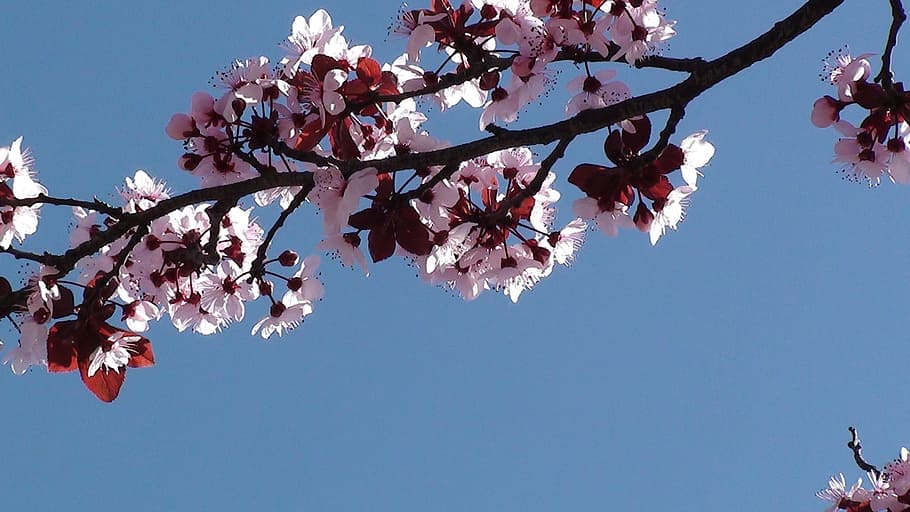 Tree, Spring, Spring, Cherry, Branches, cherry branches, nature HD wallpaper
