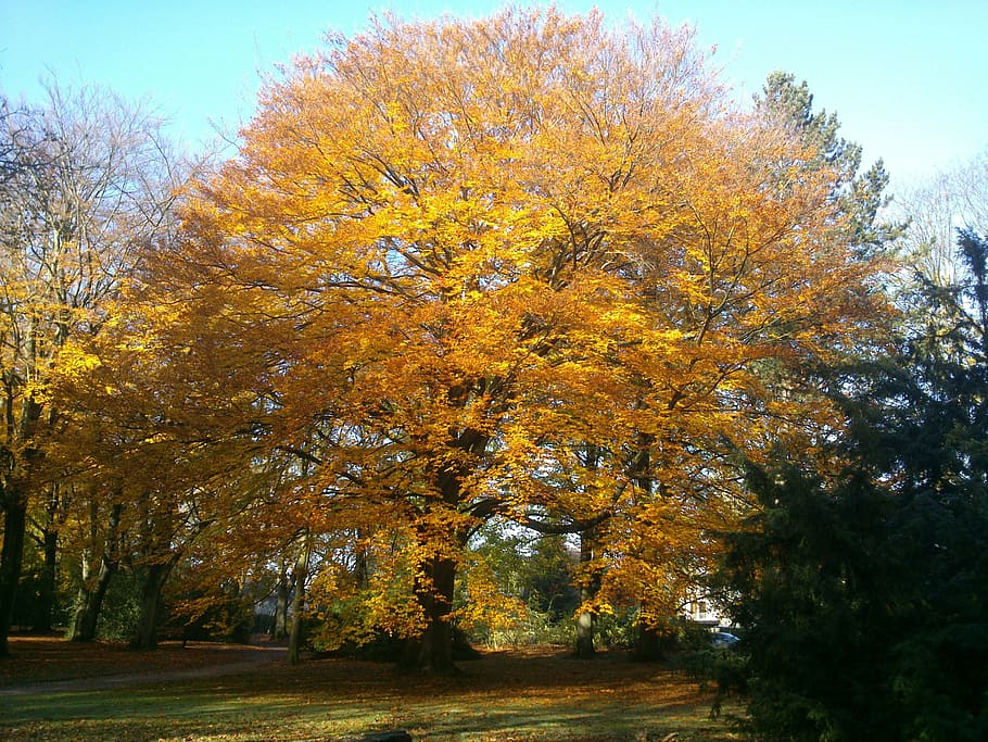 tree, autumn, color, light, leaves, leaves in the autumn, autumn forest HD wallpaper