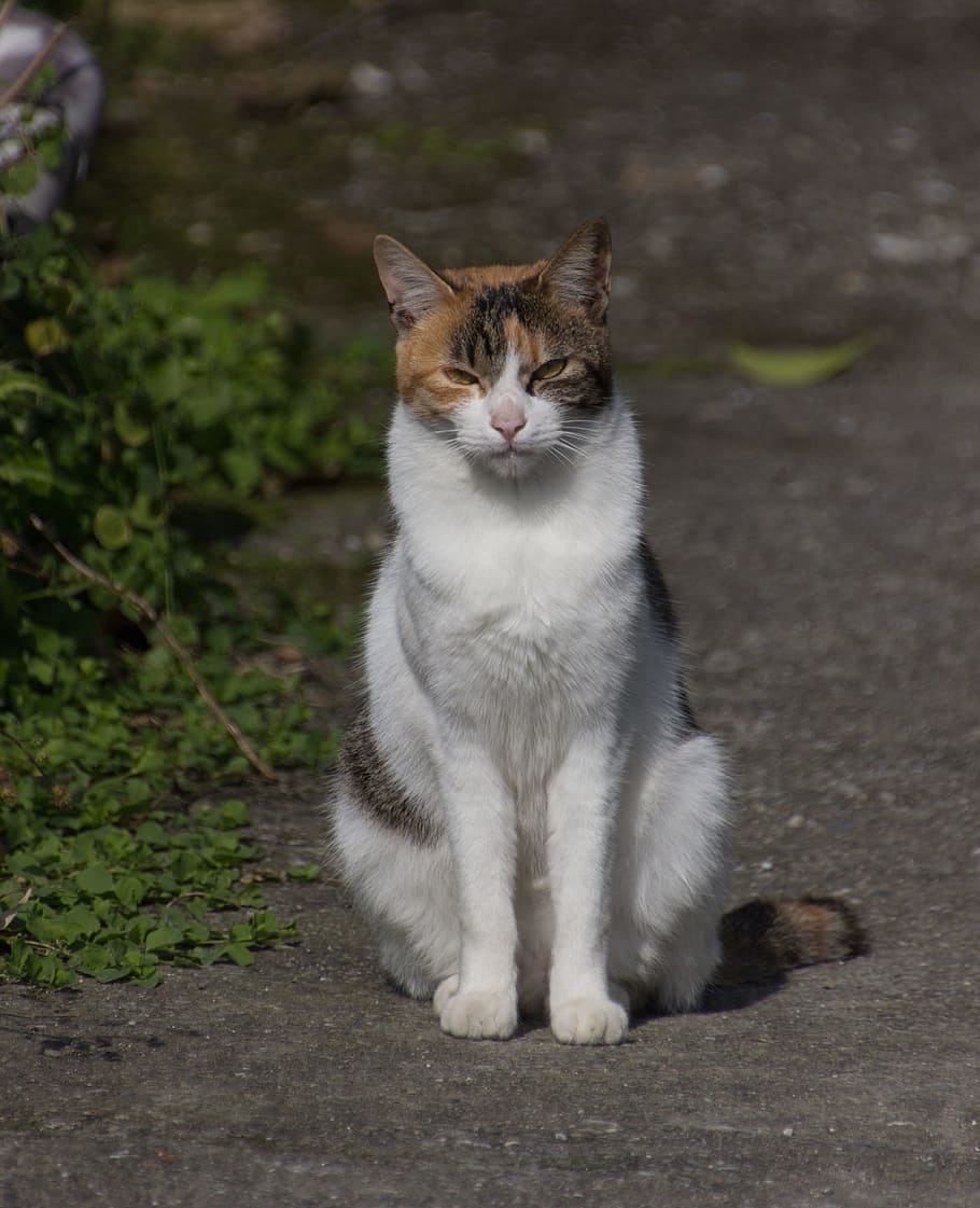 cat, pet, taiwan, domestic, pets, domestic cat, feline, domestic animals HD wallpaper