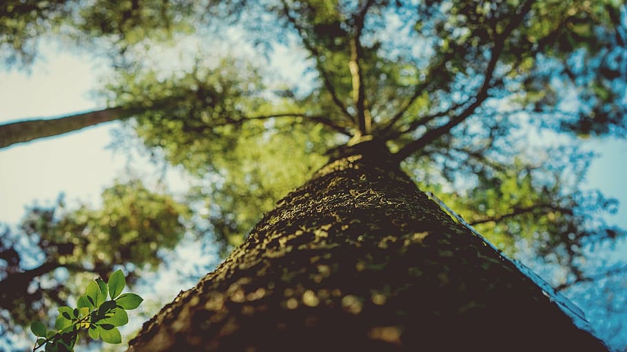 worm's eye view photography of tree, tree trunk, vertical, wood HD wallpaper