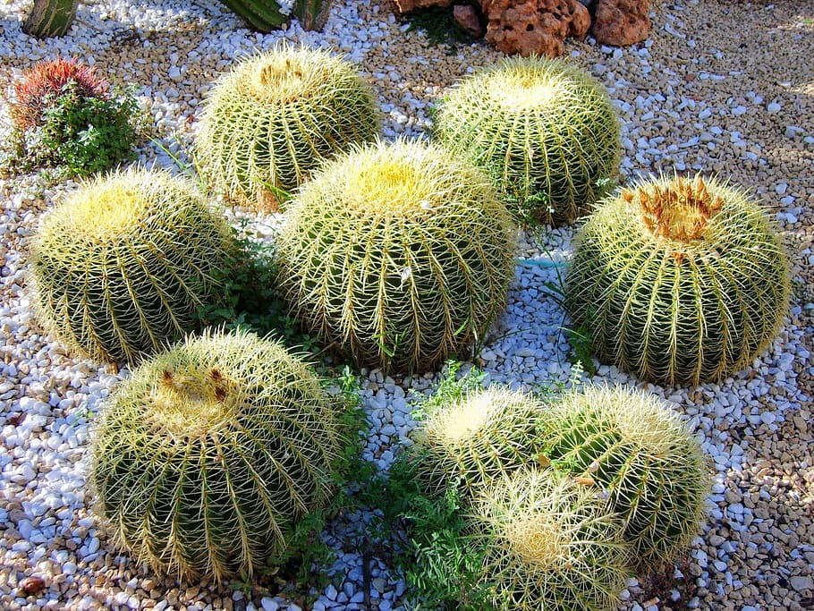 summer, spain, cactus, plants, succulent plant, green color HD wallpaper