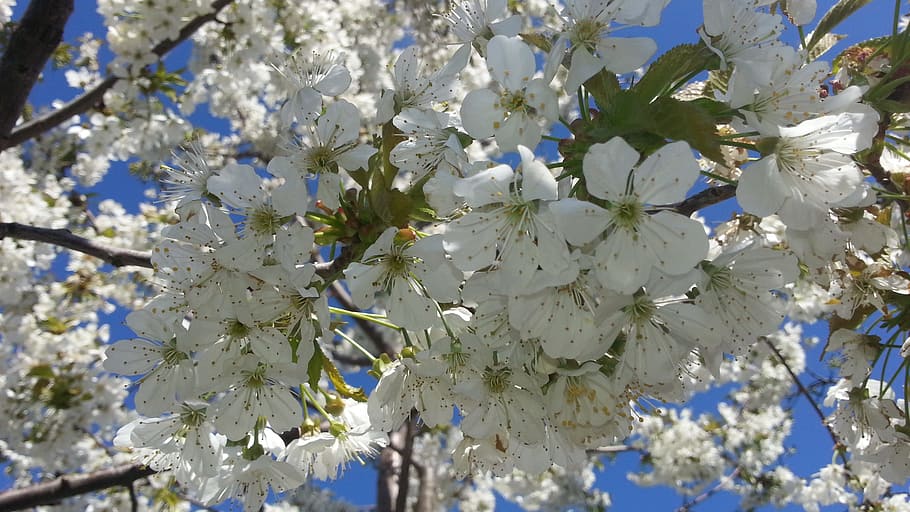flowers, cherry, spring, flowering plant, fragility, freshness HD wallpaper