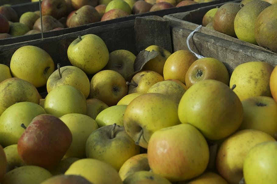 Apple, Fruit, Food, Healthy, green, fresh, agriculture, fresh fruit HD wallpaper