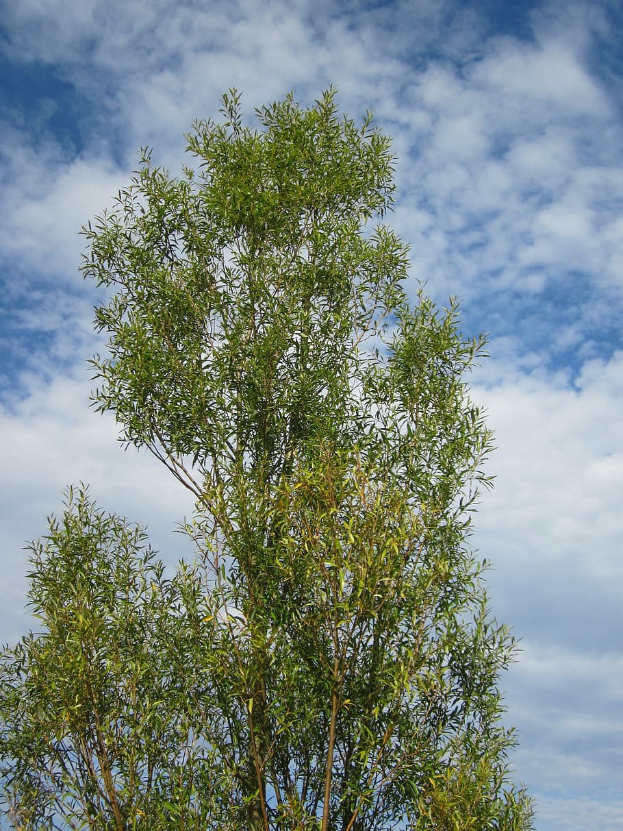 salix alba, white willow, tree, botany, flora, plant, branch HD wallpaper