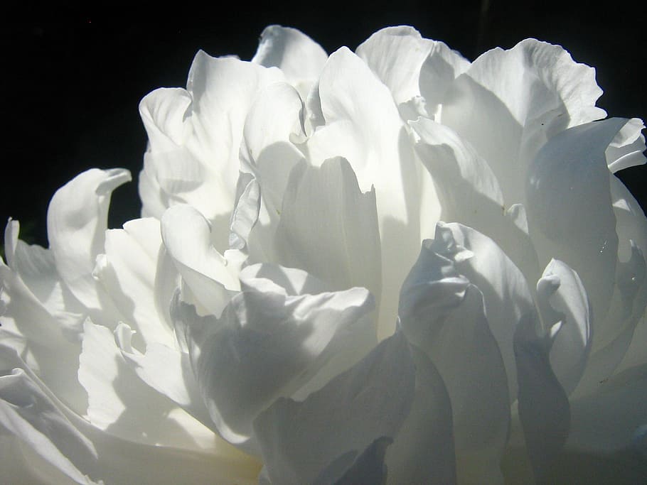 white petaled flower in closeup photography, close up, shoot HD wallpaper