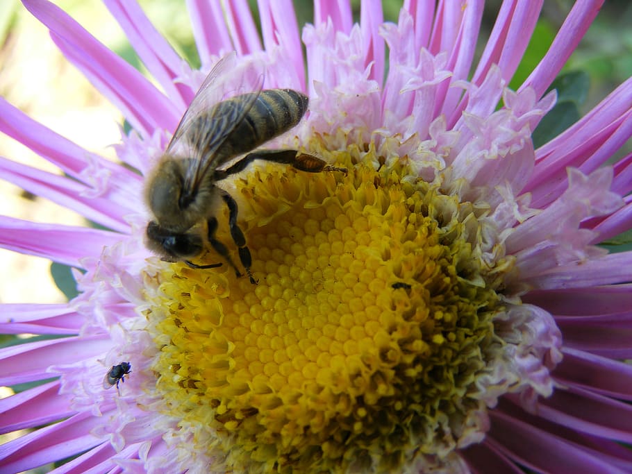 flower, bee, macro, petals, mov, yellow, pollen, insecta, flower head HD wallpaper