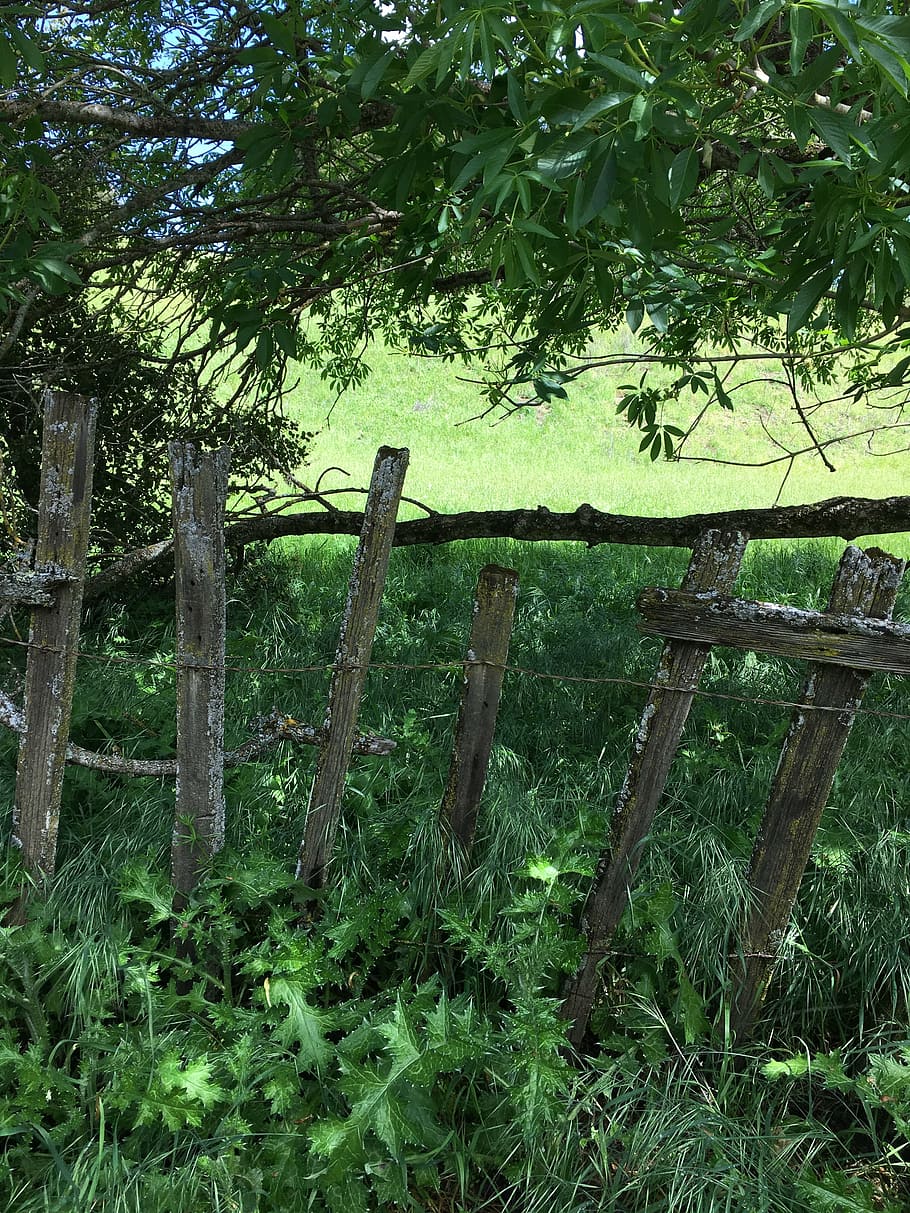 fence, park, farm, outdoor, grass, wood, green, plant, tree HD wallpaper