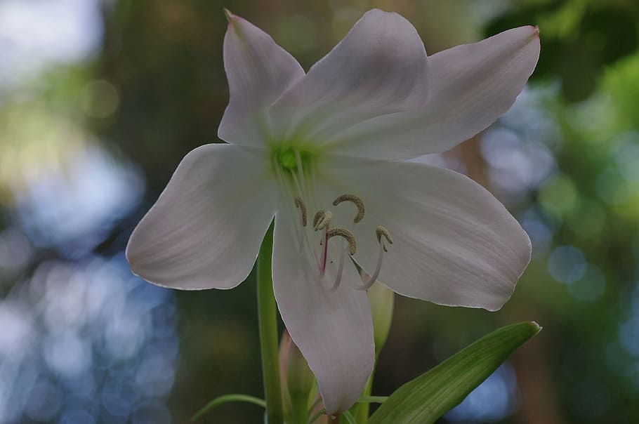 blossom, bloom, lily, white, plant, macro, flower, nature, close HD wallpaper