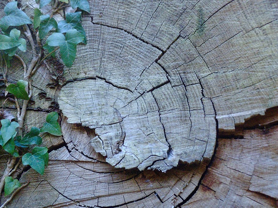 tree, ivy, green, brown, climber, leaf, strain, wood - material HD wallpaper