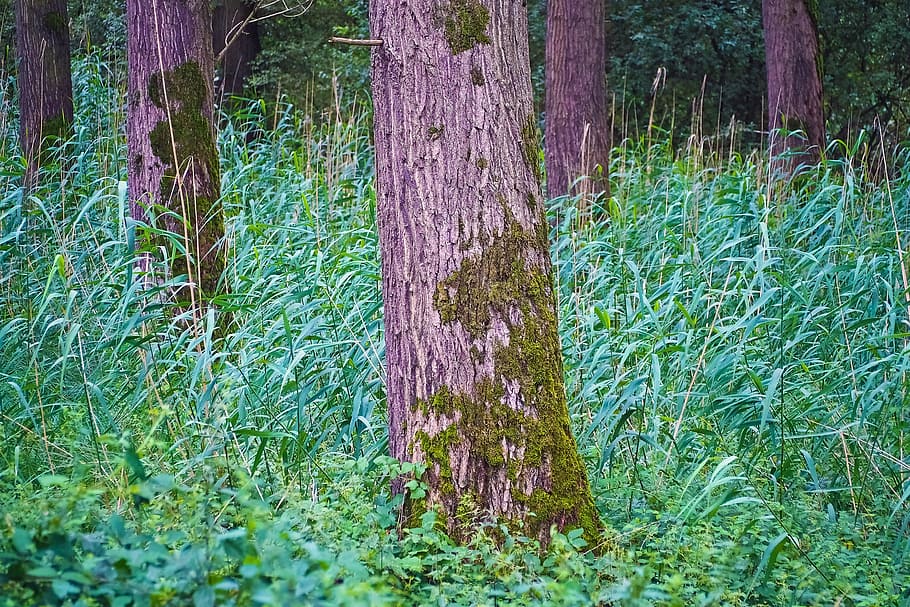 forest, trees, landscape, branches, leaves, old tree, log, wood HD wallpaper