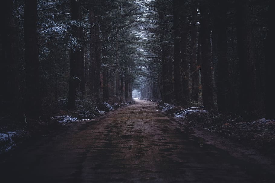 forest pathway, pathway between green trees, road, snow, dusting HD wallpaper