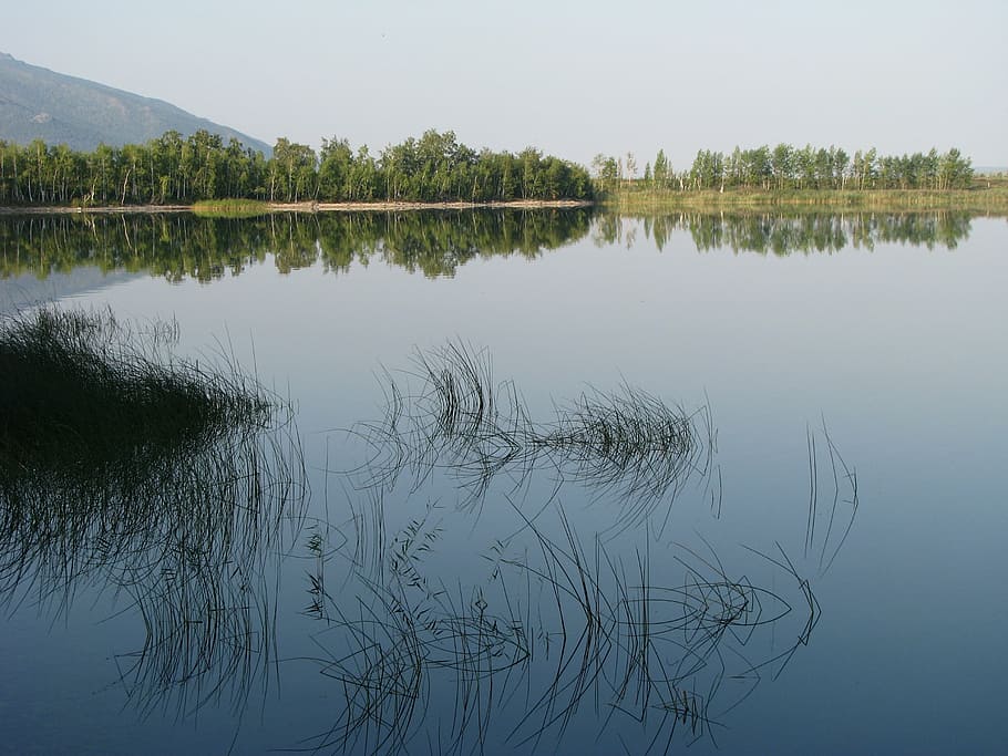 beach, lake, grass, water, reflection, plant, tranquility, tree HD wallpaper