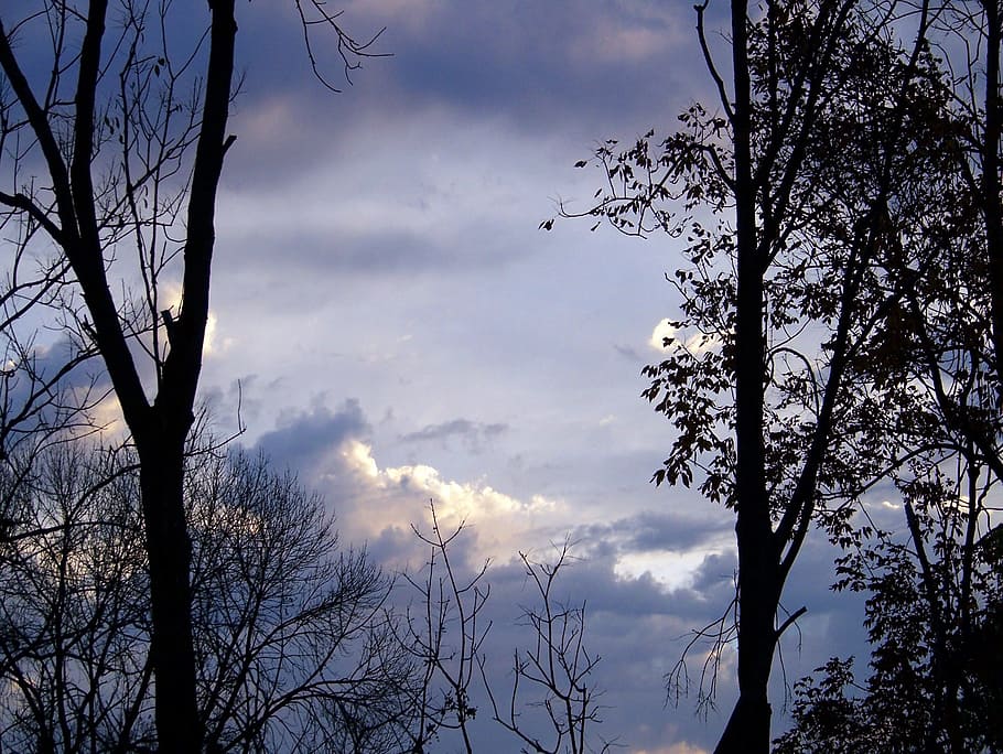 Morning, Trees, Clouds, Fall, sky, autumn, bare tree, cloud - sky HD wallpaper