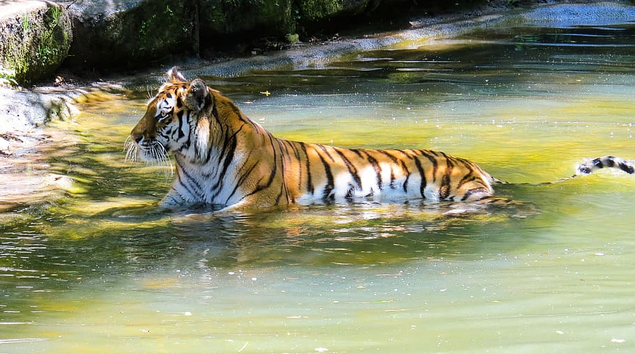tiger in water during daytime, animal, amurtiger, predator HD wallpaper