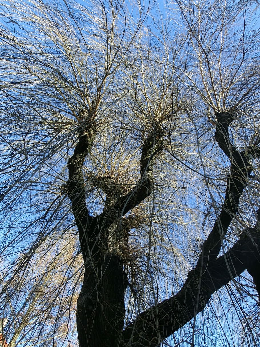 Weeping Willow, Willow, Tree, Pasture, Winter, kahl, aesthetic HD wallpaper
