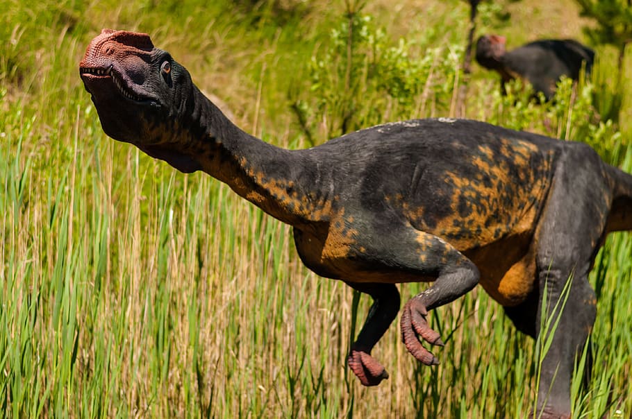 closeup photography of black-and-orange dinosaur during daytime