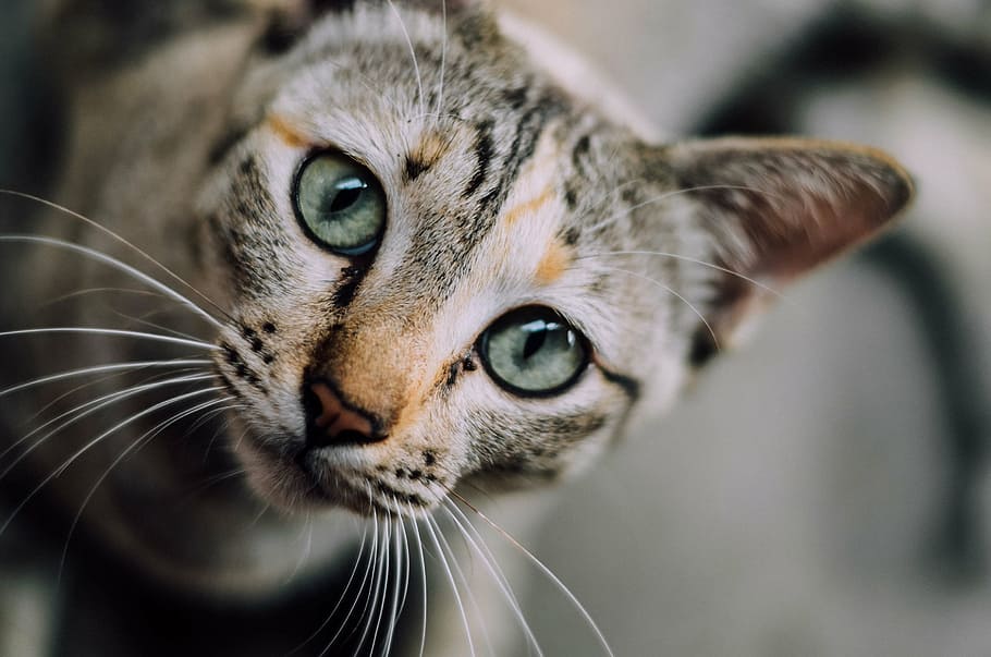 closeup photo of brown cat, cat face, tortoiseshell, green eyes, HD wallpaper