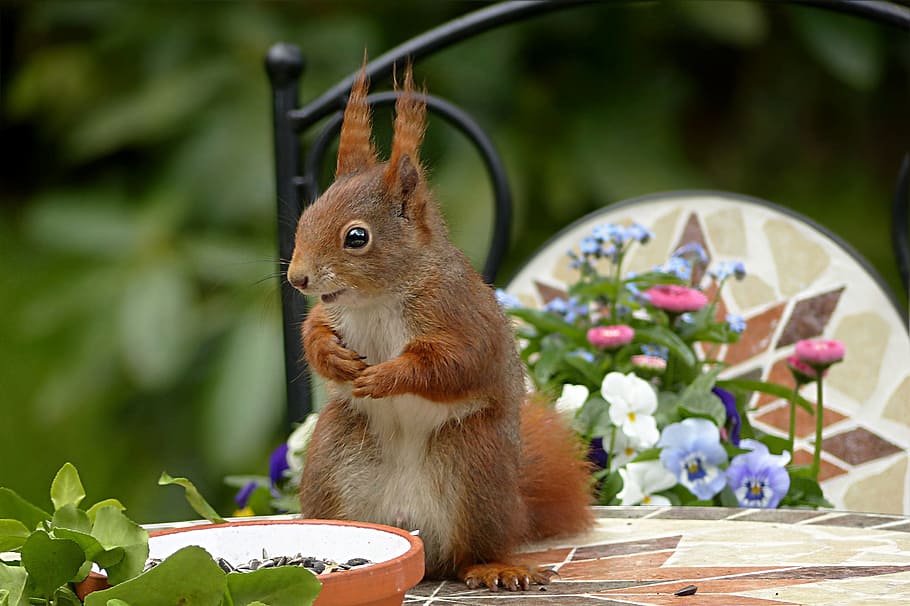 brown squirrel beside green leaf potted plant, animal, rodent
