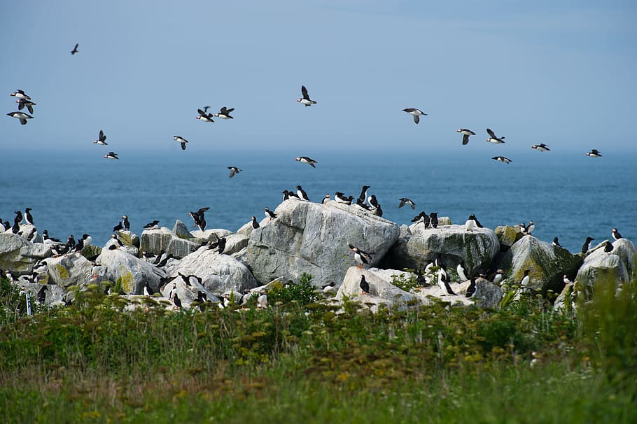 Flying Seabirds, flock of white-and-black birds, puffin, rock HD wallpaper