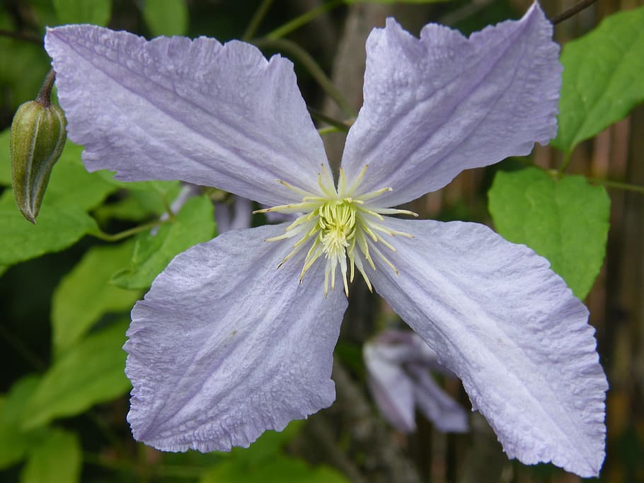 clematis, blue, tender, flower, blossom, bloom, autumn, nature HD wallpaper