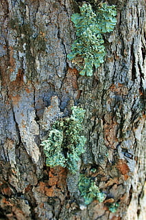 tree, trunk, lichen, curly, green, symbiosis, fungus photobiont HD wallpaper