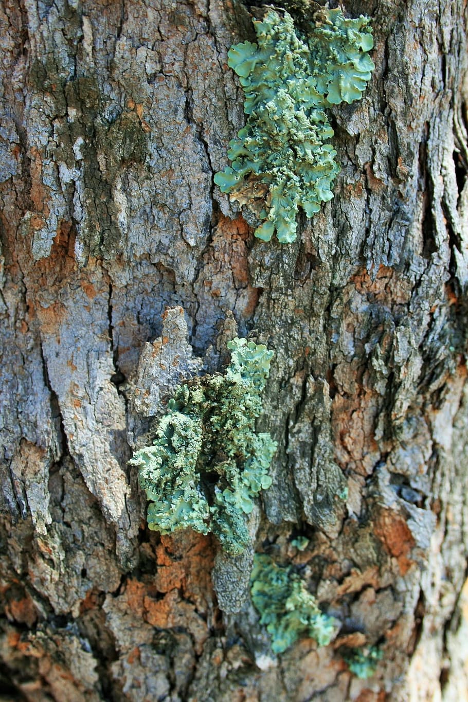tree, trunk, lichen, curly, green, symbiosis, fungus photobiont, HD wallpaper