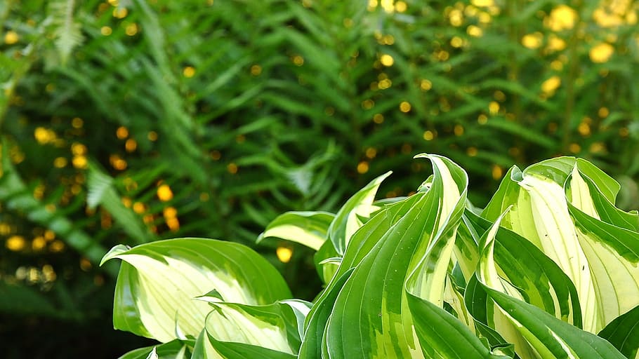 spring, sunshine, green flowers, plant, green color, leaf, plant part HD wallpaper