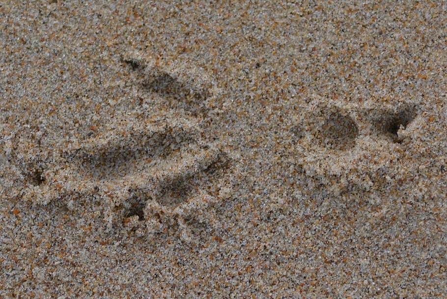 print, sand, bird seed, full frame, land, backgrounds, beach HD wallpaper