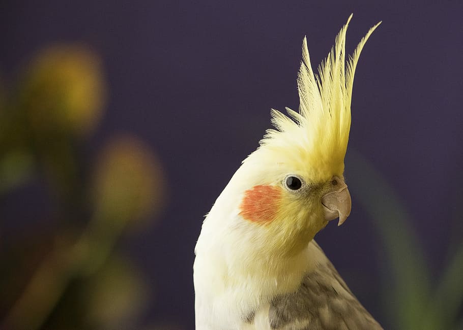 selective focus photography of yellow cockatiel, shallow focus photography of cockatiel