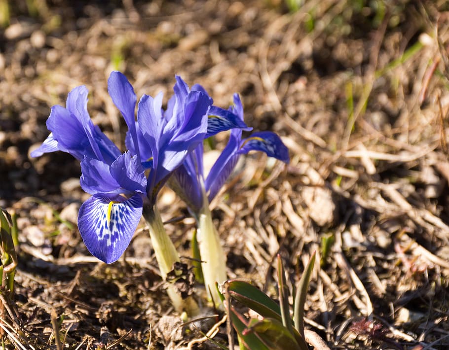 flower, blue, close, spring, blossom, bloom, nature, crocus HD wallpaper