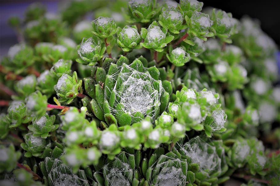 cactus, spider web, dew, small world, food and drink, freshness HD wallpaper