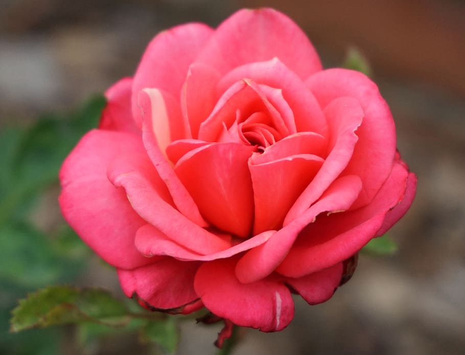 Rose, Red, Blossom, Bloom, Flower, red rose, pink color, petal HD wallpaper