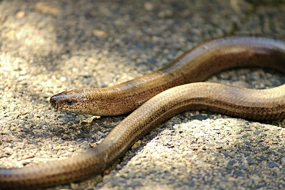 brown snake on brown soil during daytime, slow worm, lizard HD wallpaper