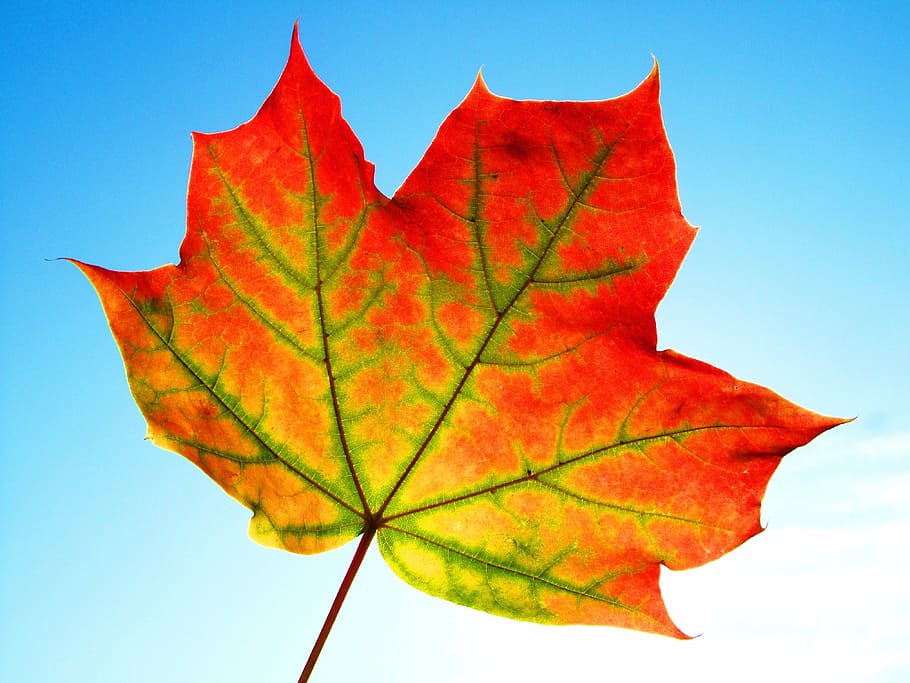 close up photography of maple leaf, fall, frame, texture, thanksgiving, HD wallpaper